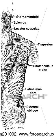 back muscle anatomy outline