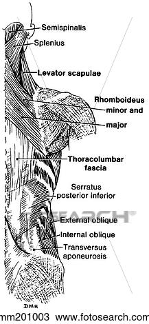 Back muscles Drawing | mm201003 | Fotosearch