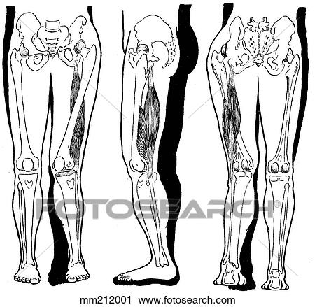 Biceps femoris, shortened View Large Illustration Clip Art - Biceps femoris, shortened. Fotosearch