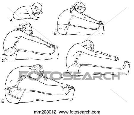 Drawing - Flexibility, normal. Fotosearch
