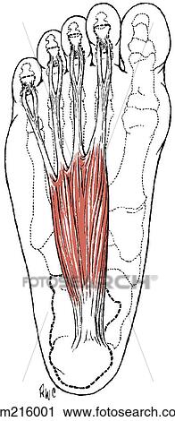 Clip Art - Flexor digitorum brevis. Fotosearch