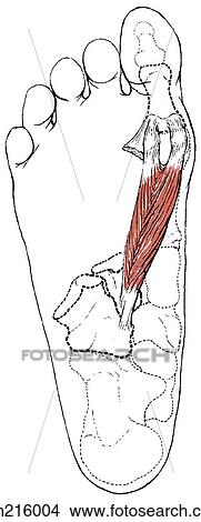 Flexor hallucis brevis View Large Illustration Stock Illustration - Flexor hallucis brevis. Fotosearch