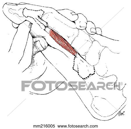 Flexor hallucis brevis View Large Illustration Stock Illustration - Flexor hallucis brevis. Fotosearch