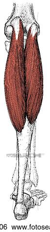 Stock Illustration - Gastrocnemius muscle. Fotosearch