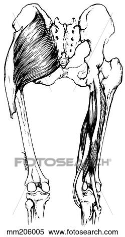 Stock Illustration - Gluteus maximus and hamstrings. Fotosearch