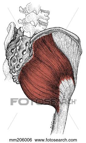Stock Illustration - Gluteus maximus muscle. Fotosearch