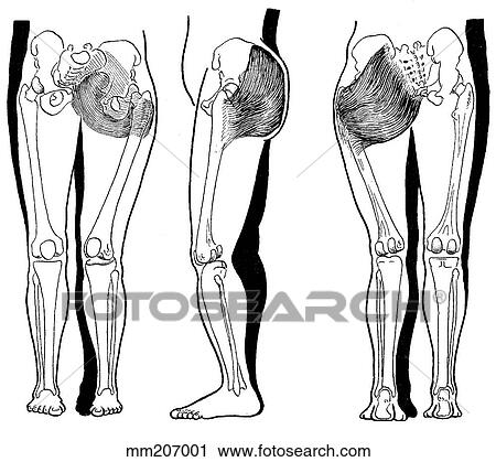 Gluteus maximus, weakness View Large Illustration Clip Art - Gluteus maximus, weakness. Fotosearch