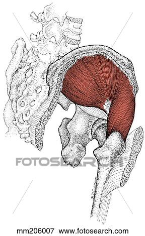 Gluteus medius muscle View Large Illustration Stock Illustration - Gluteus medius muscle. Fotosearch