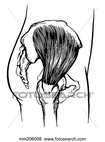 Gluteus medius muscle View Large Illustration Stock Illustration - Gluteus medius muscle. Fotosearch