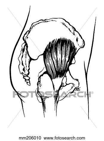 Gluteus minimus muscle View Large Illustration Clipart - Gluteus minimus muscle. Fotosearch