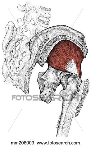 Gluteus minimus muscle View Large Illustration Stock Illustration - Gluteus minimus muscle. Fotosearch
