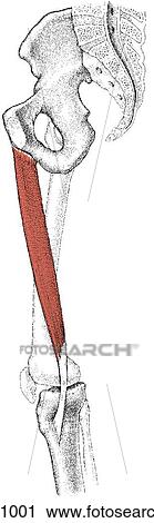 Gracilis muscle View Large Illustration Clip Art - Gracilis muscle. Fotosearch