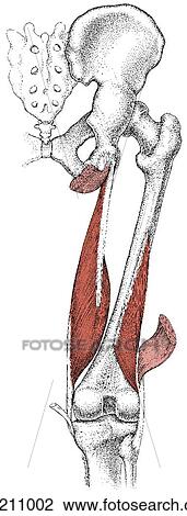 Hamstring muscles, deep layer View Large Illustration Drawing - Hamstring muscles, deep layer. Fotosearch