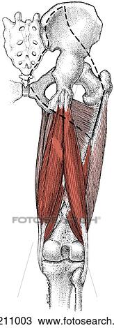 Drawing - Hamstring muscles, regional anatomy. Fotosearch