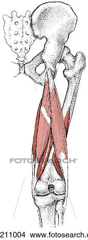 Stock Illustration - Hamstring muscles, superficial layer. Fotosearch