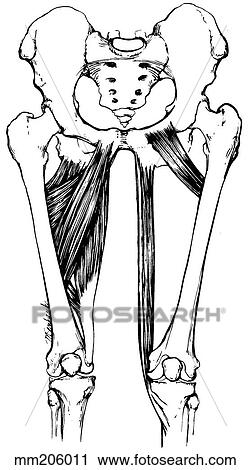 Clip Art - Hip adductor muscles. Fotosearch