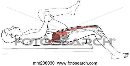 Hip flexor length test View Large Illustration Clipart - Hip flexor length test. Fotosearch