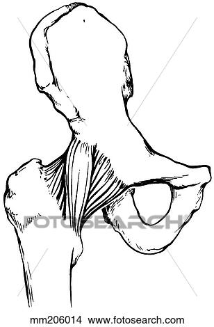 Hip joint capsule View Large Illustration Stock Illustration - Hip joint capsule. Fotosearch