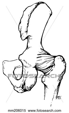 Hip joint capsule View Large Illustration Stock Illustration - Hip joint capsule. Fotosearch