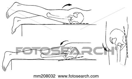 Hip joint extension View Large Illustration Drawing - Hip joint extension. Fotosearch