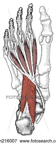 Stock Illustration - Intermediate-depth plantar foot muscles. Fotosearch