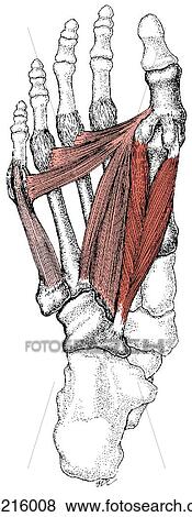 Intermediate-depth plantar foot muscles View Large Illustration Stock Illustration - Intermediate-depth plantar foot muscles. Fotosearch