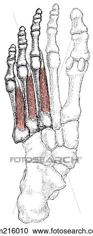 Interossei muscles View Large Illustration Clipart - Interossei muscles. Fotosearch