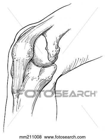 Knee joint View Large Illustration Stock Illustration - Knee joint. Fotosearch