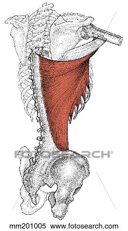 Latissimus dorsi muscle View Large Illustration Stock Illustration - Latissimus dorsi muscle. Fotosearch