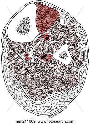 Leg, cross section View Large Illustration Stock Illustration - Leg, cross section. Fotosearch