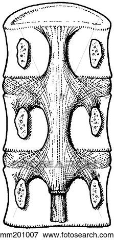 Stock Illustration - Ligament, posterior longitudinal. Fotosearch