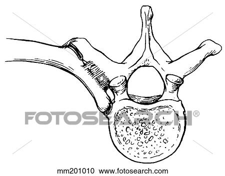 Clipart - Ligaments, spinal. Fotosearch