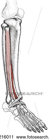 Long extensor muscles of toes View Large Illustration Clip Art - Long extensor muscles of toes. Fotosearch