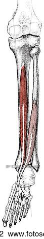Drawing - Long flexor muscles of toes. Fotosearch