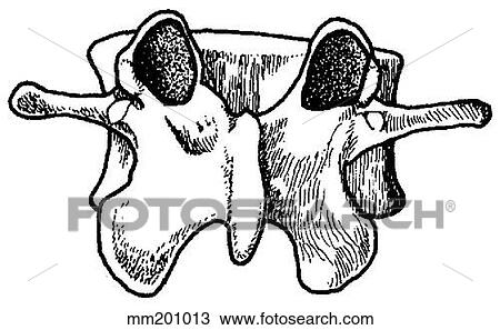Lumbar vertebra View Large Illustration Drawing - Lumbar vertebra. Fotosearch