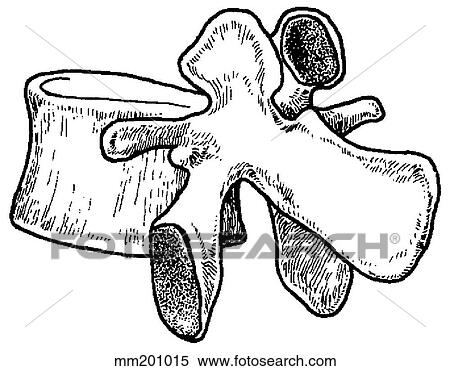 Lumbar vertebra View Large Illustration Stock Illustration - Lumbar vertebra. Fotosearch