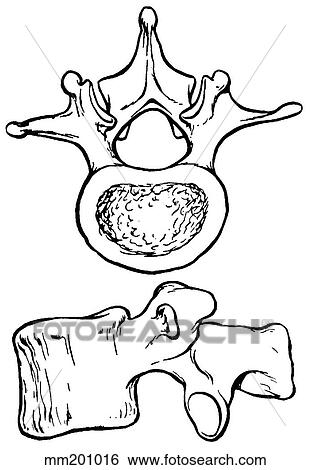 Stock Illustration - Lumbar vertebra. Fotosearch