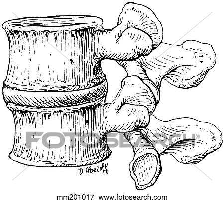 Lumbar vertebrae View Large Illustration Stock Illustration - Lumbar vertebrae. Fotosearch