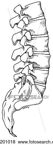Lumbar vertebrae View Large Illustration Stock Illustration - Lumbar vertebrae. Fotosearch
