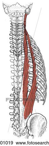 Stock Illustration of Paraspinal muscles mm201019 - Search Vector ...