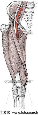 Pectineus muscle, femoral triangle View Large Illustration Clipart - Pectineus muscle, femoral triangle. Fotosearch
