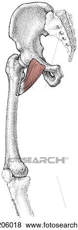 Pectineus muscle View Large Illustration Stock Illustration - Pectineus muscle. Fotosearch