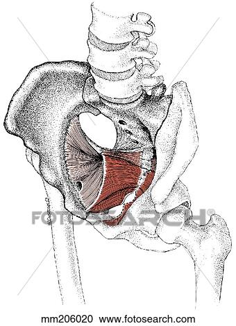 Clipart - Pelvic floor muscles. Fotosearch