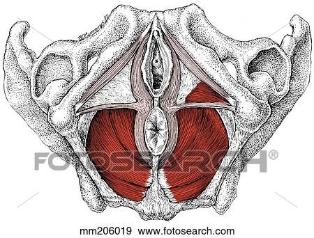 Pelvic floor muscles View Large Illustration Stock Illustration - Pelvic floor muscles. Fotosearch