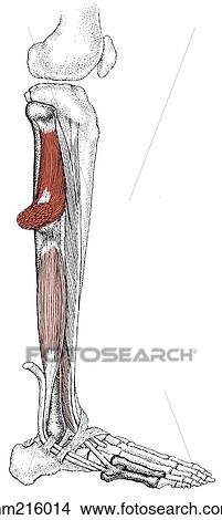 Peroneal muscles, deep layer View Large Illustration Stock Illustration - Peroneal muscles, deep layer. Fotosearch