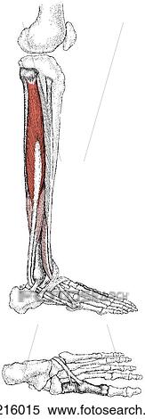 Peroneus longus muscle View Large Illustration Stock Illustration - Peroneus longus muscle. Fotosearch