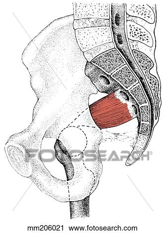 Piriformis muscle View Large Illustration Clip Art - Piriformis muscle. Fotosearch
