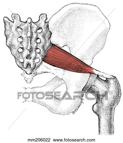 Piriformis muscle View Large Illustration Drawing - Piriformis muscle. Fotosearch
