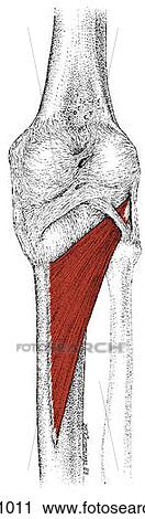 Popliteus muscle View Large Illustration Clip Art - Popliteus muscle. Fotosearch