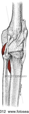 Drawing - Popliteus muscle, proximal attachment. Fotosearch